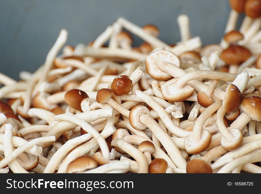 Baby mushrooms , used for background