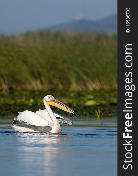 White Pelican Taking off