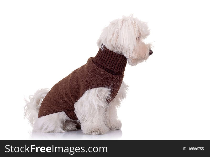 Bichon maltese looking to a side, on a white background