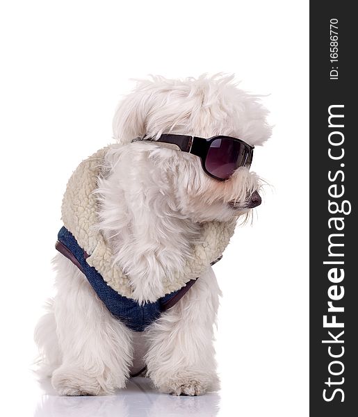 Well dressed bichon maltese