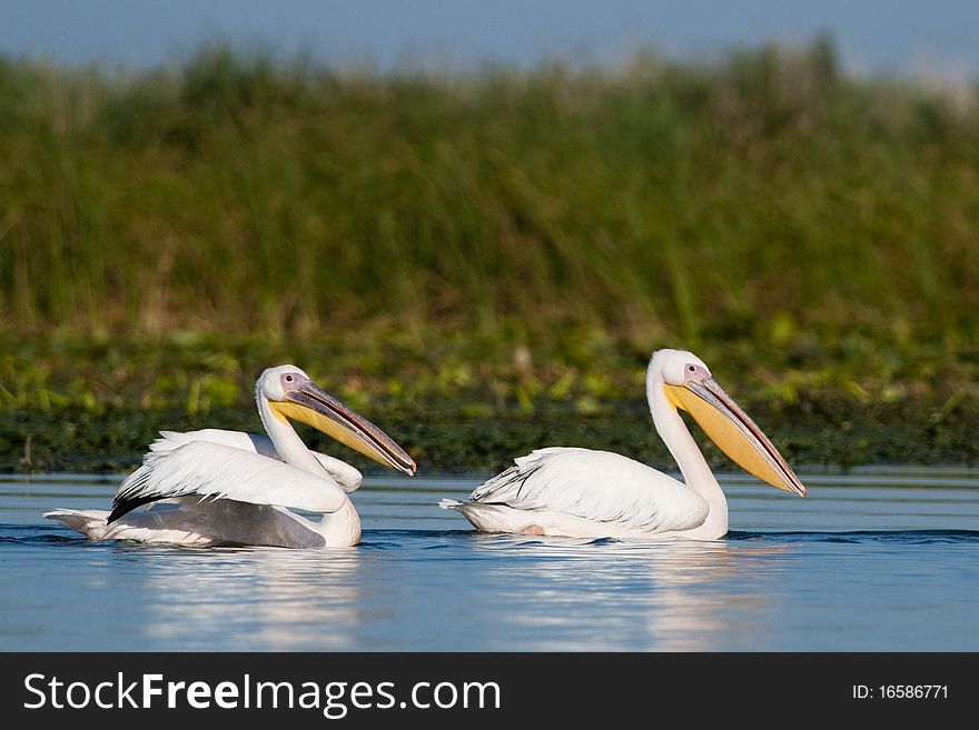 White Pelicans Pair in Danube Delta