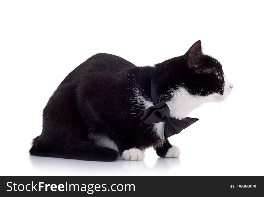 Cute black and white cat wearing a neck bow ready for attack