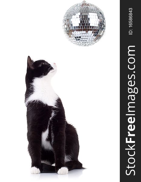 Cute black and white cat looking up for a disco ball