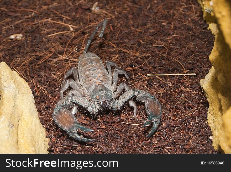 Thick Tailed Scorpion (Tityus sp.) in Terrarium