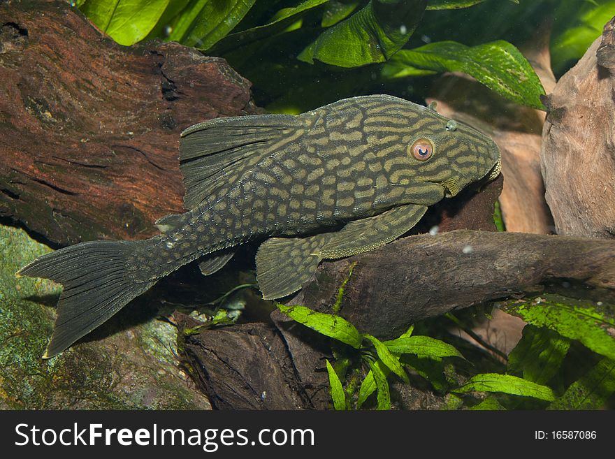 Royal Pelc in Amazonian Aquarium