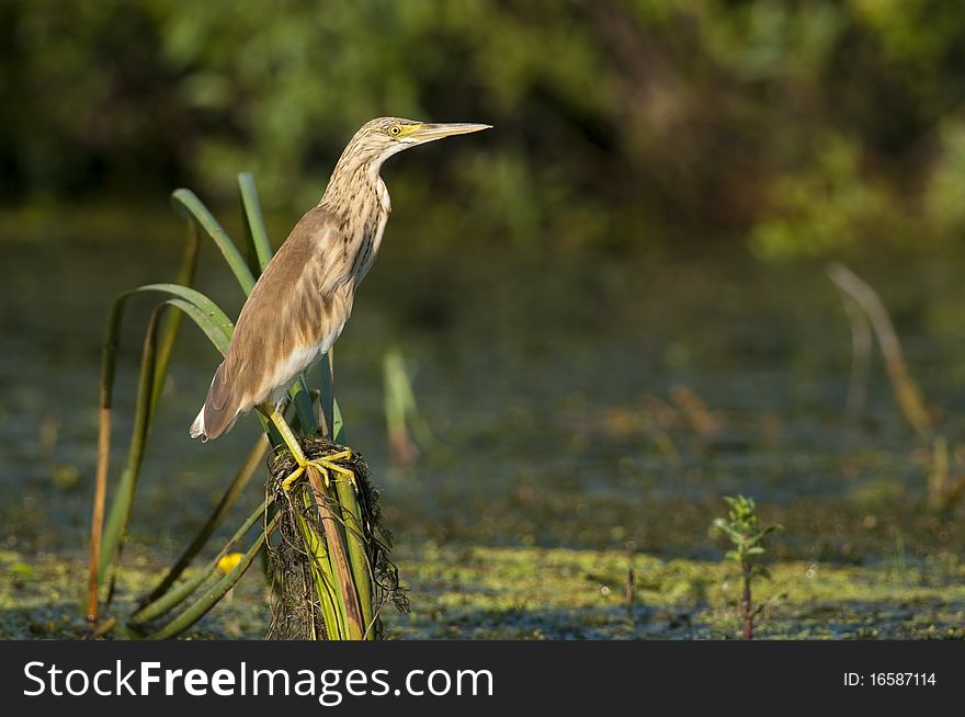 Squacco Heron on reed leaves