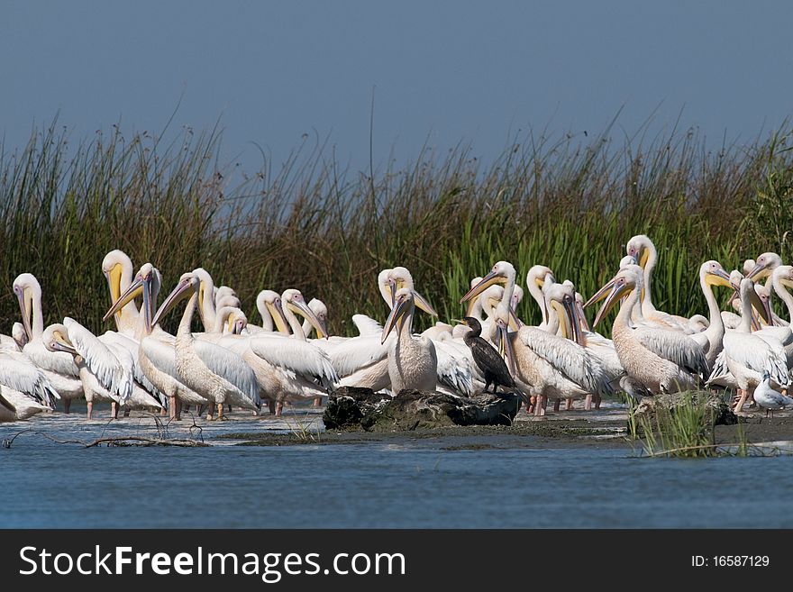 White Pelicans Colony