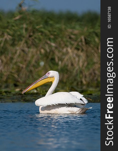 White Pelican (Pelecanus onocrotalus) taking off