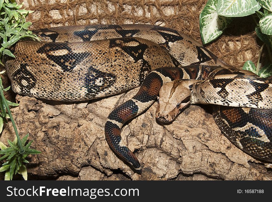 Boa Constrictor Snake in Terrarium