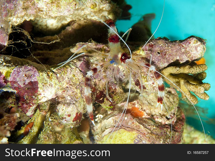 Banded Coral Shrimp on Coral Reef