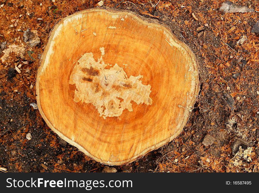 Shots of stump and leaves on autumn. Shots of stump and leaves on autumn