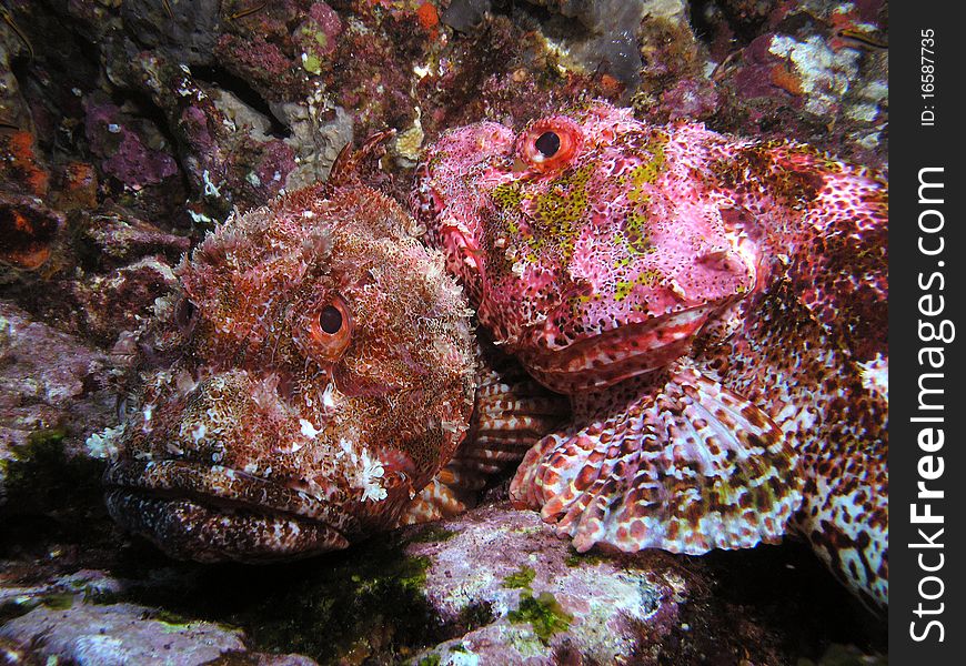 Scorpion Fish love New Zealand