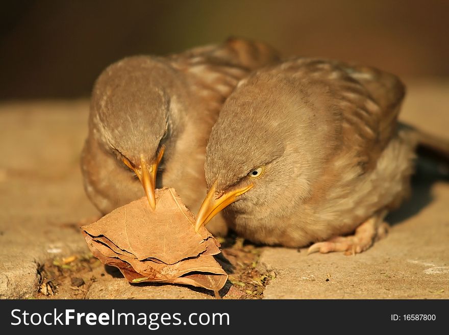 Two babblers fighting over a piece of dry leaf. Two babblers fighting over a piece of dry leaf