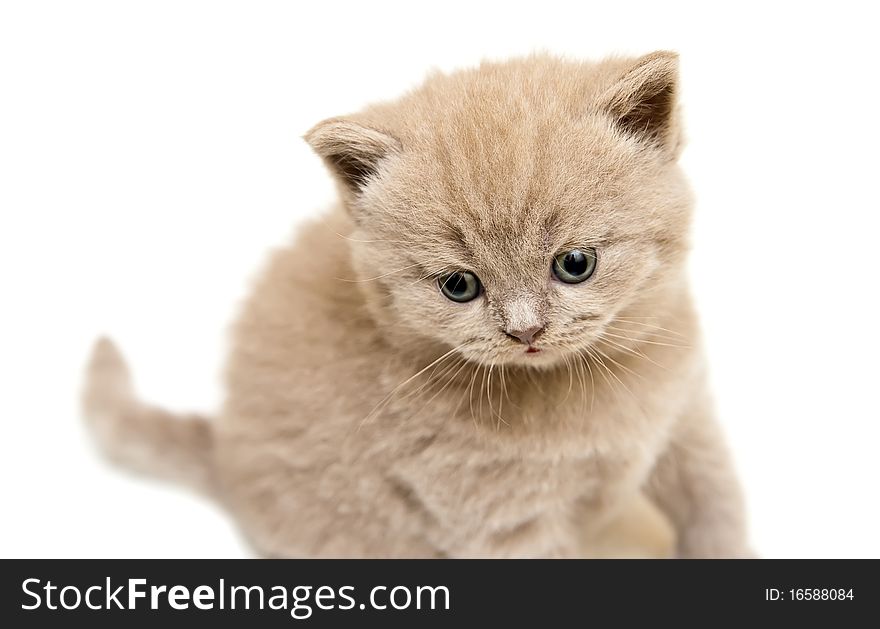 Close-up lilac british kitten isolated on white background