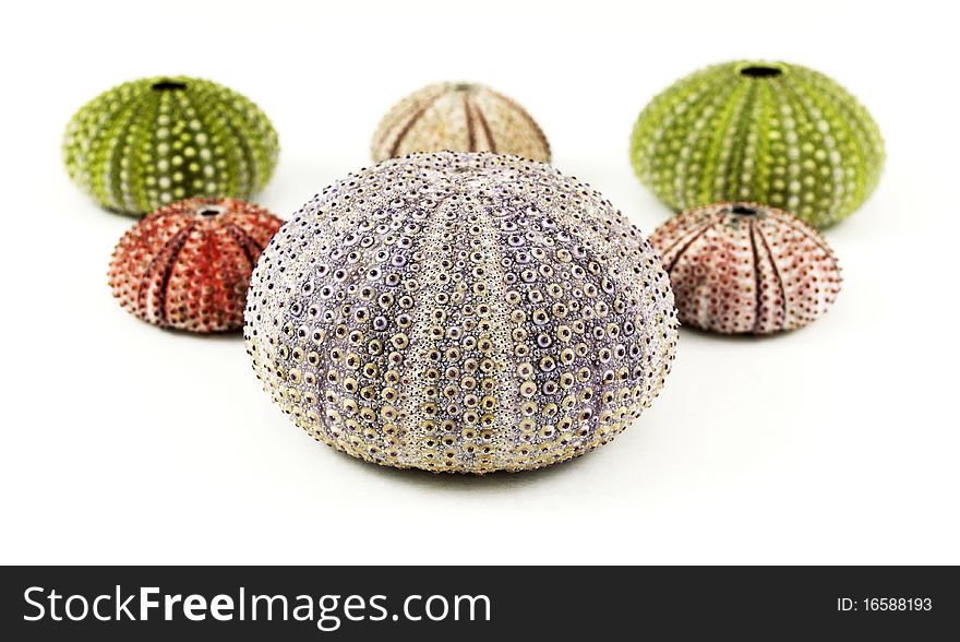 Colorful sea urchins on white