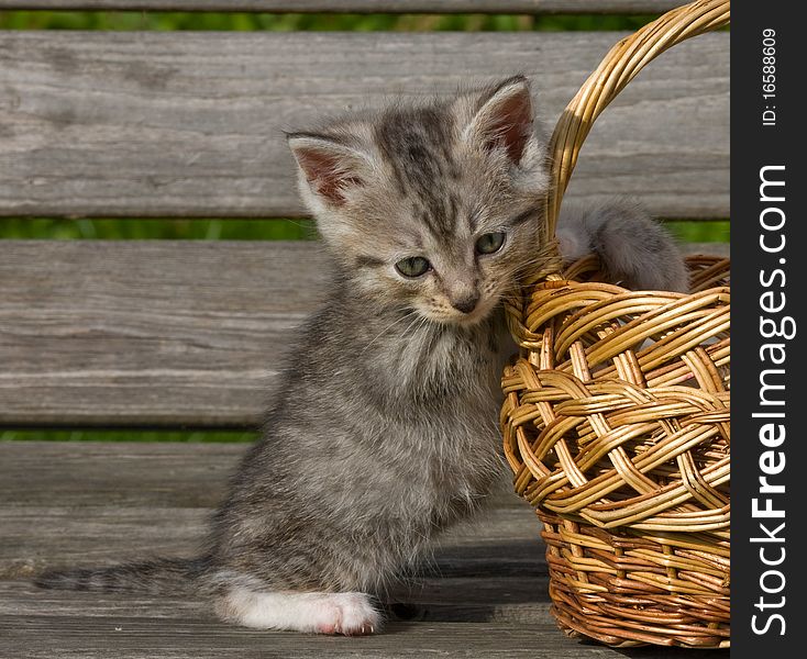 A grey kitten sits near a small basket.