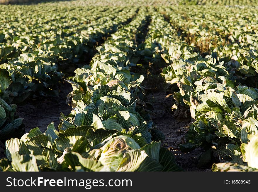 field on which the green cabbage grows