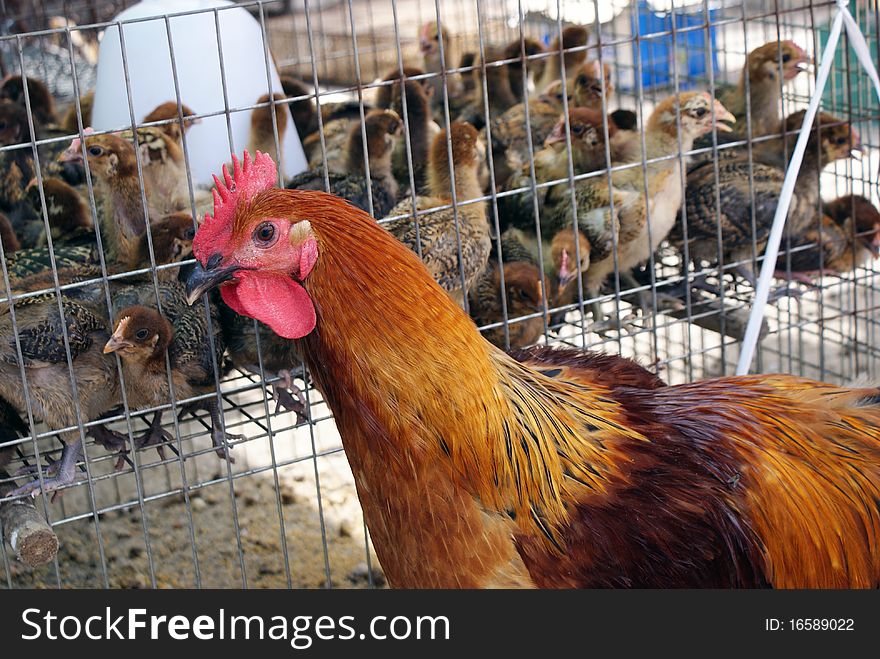 Chicken and quail on the market