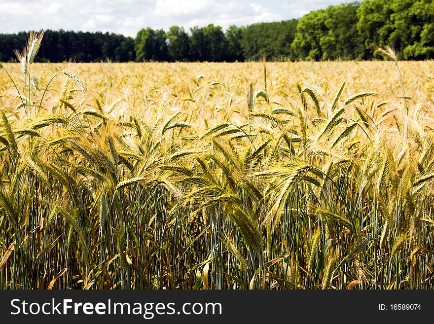 The field on which grows unripe wheat of yellowish color. The field on which grows unripe wheat of yellowish color