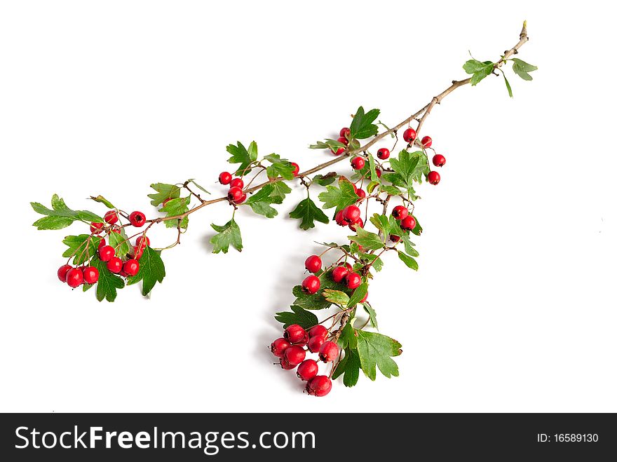 Branch of hawthorn fruit on white background