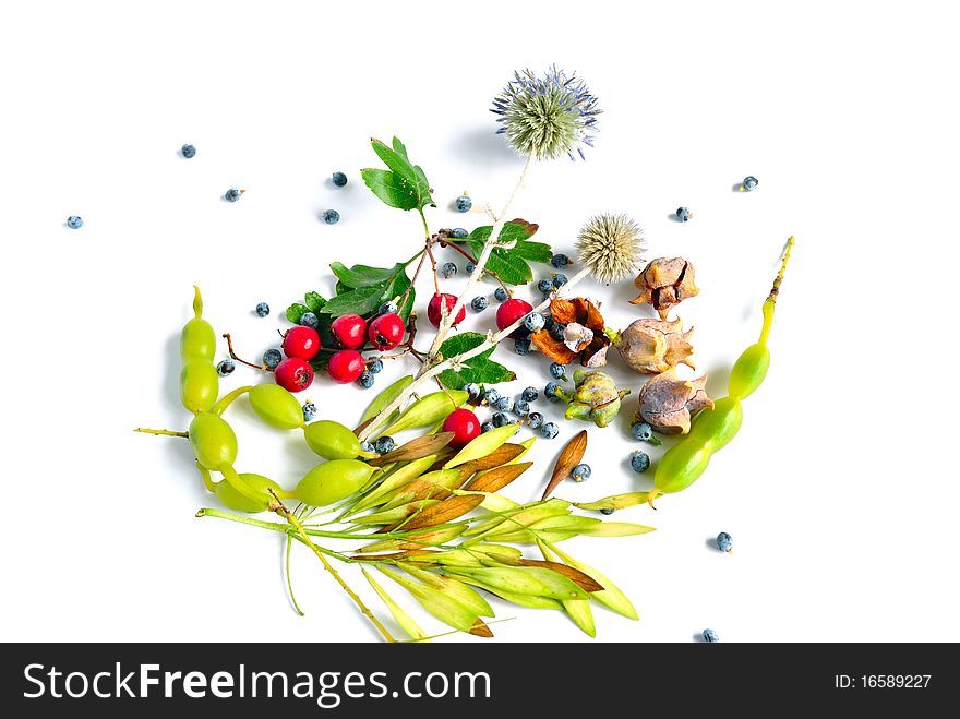 A bouquet of autumn fruit and leaves on a white background. A bouquet of autumn fruit and leaves on a white background