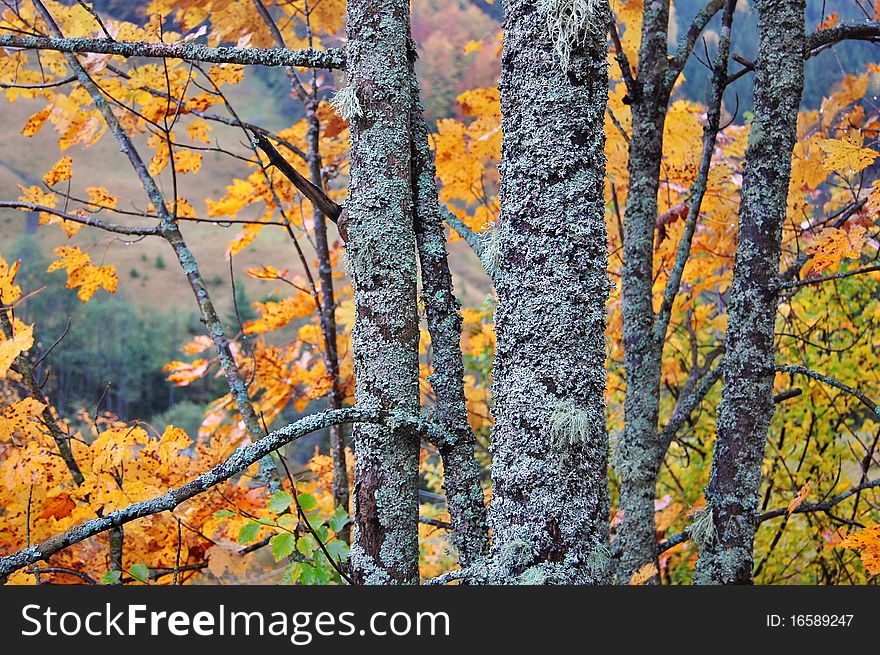 Branch of a beech with autumn damp leaves. Branch of a beech with autumn damp leaves