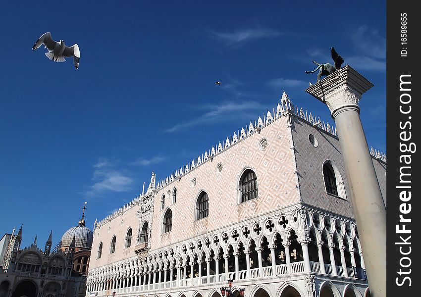 Sea Gull at Basilica di San Marco Venice Italy