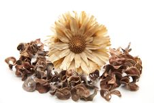 Dry Flower Royalty Free Stock Image Dry Flower Royalty Free Stock Image