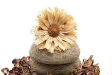Dry Flower On Stone Stock Photos