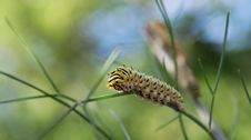 Swallowtail Butterfly Caterpillar Stock Image Swallowtail Butterfly Caterpillar Stock Image