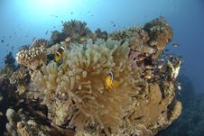 Red Sea Anemonefish Royalty Free Stock Photos Red Sea Anemonefish Royalty Free Stock Photos