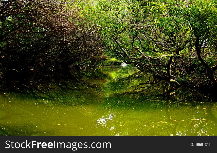 By woods surrounding canal at Taiwan. By woods surrounding canal at Taiwan