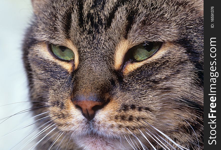 Close up of Tiger Cats' Face. Close up of Tiger Cats' Face
