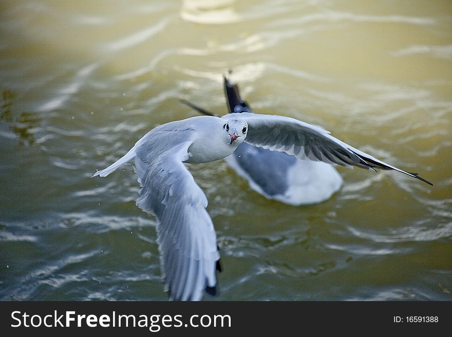 Seagull fishing in the river and flying with the wings wide open