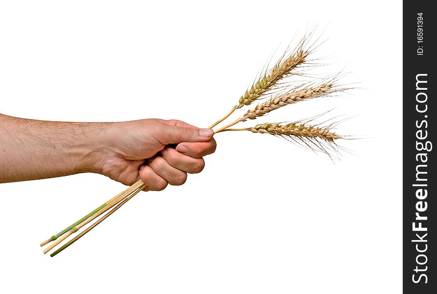 Farmer presenting bunch of wheat