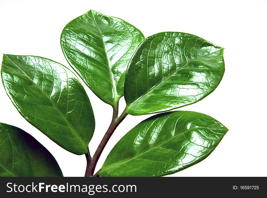 A branch with leaves houseplant.