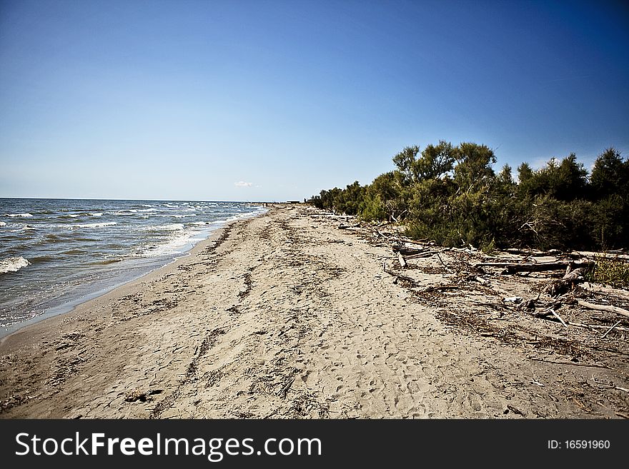 Seaside with plants. Near the sea in a sunny day with woods