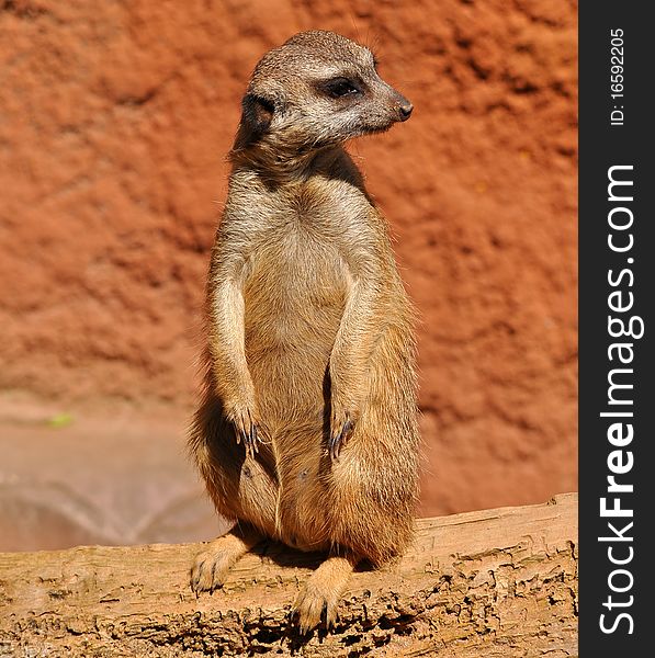 The meerkat or suricate Suricata suricatta, a small mammal, is a member of the mongoose family. The meerkat or suricate Suricata suricatta, a small mammal, is a member of the mongoose family.