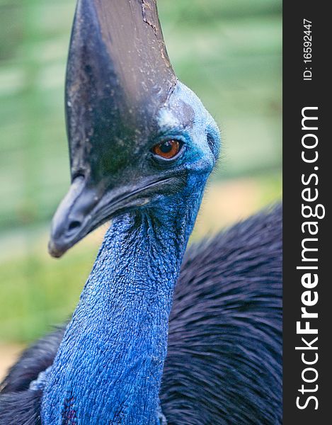 The exotic Cassowary of Indonesia's rain forest