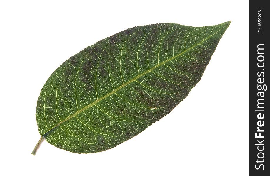 Green leaf on white background