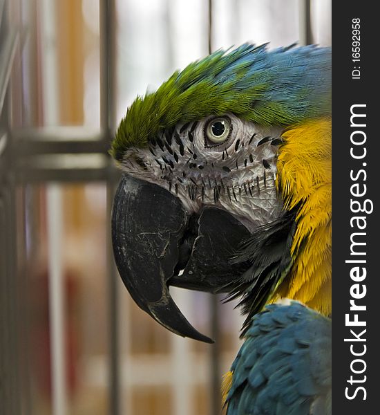 Portrait of a caged parrot