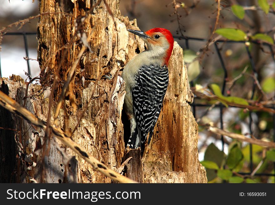 The Red-bellied Woodpecker, Melanerpes carolinus, is a medium-sized woodpecker of the Picidae family. It breeds in southern Canada and the northeastern United States, ranging as far south as Florida and as far west as Texas. Its common name is somewhat misleading, as the most prominent red part of its plumage is on the head; the Red-headed Woodpecker however is another species that is a rather close relative but looks entirely different. It was first described in Linnaeus' Systema Naturae, as Picus carolinus.[1]. The type locality is given simply as America septentrionalis (North America).