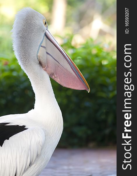 The Pelican of Indonesia's bird park