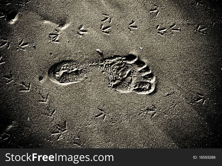 Human trace on sand, and nearby the bird's traces