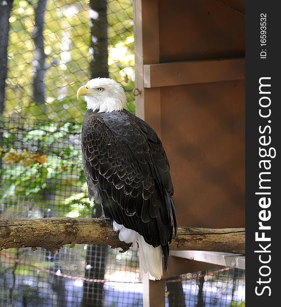 Bald Eagle sits on his perch aware of his surroundings with his keen senses.