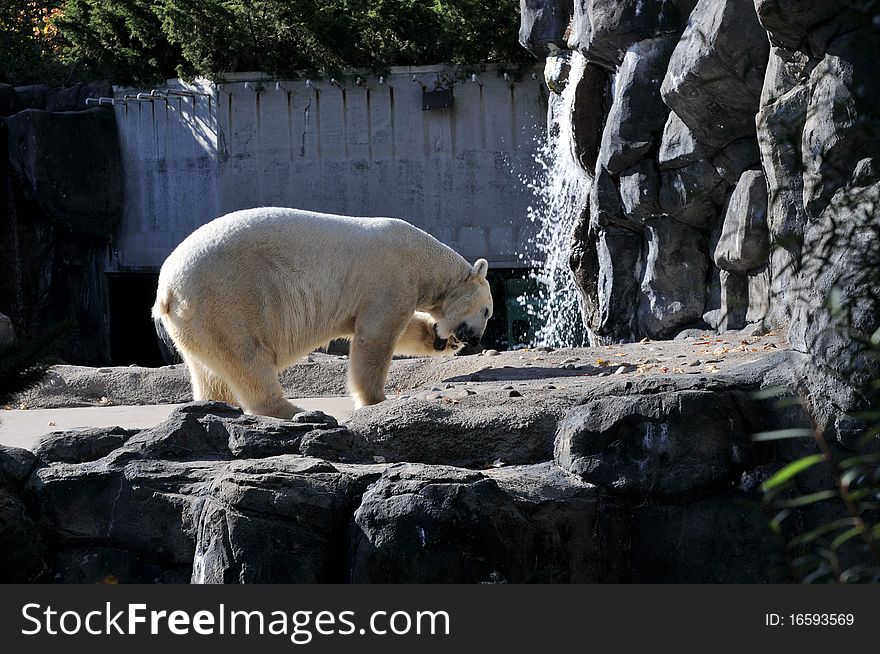 Polar bear stops to scratch his cheek with his paw. Polar bear stops to scratch his cheek with his paw