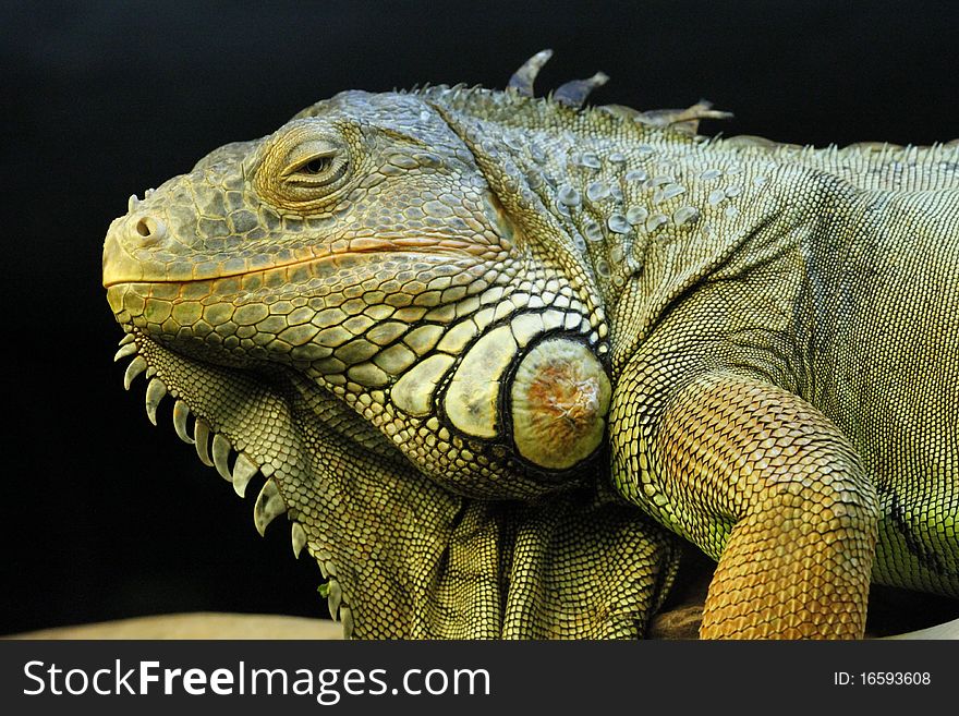 This is a picture of a green iguan - taken in Norway Oct 2010