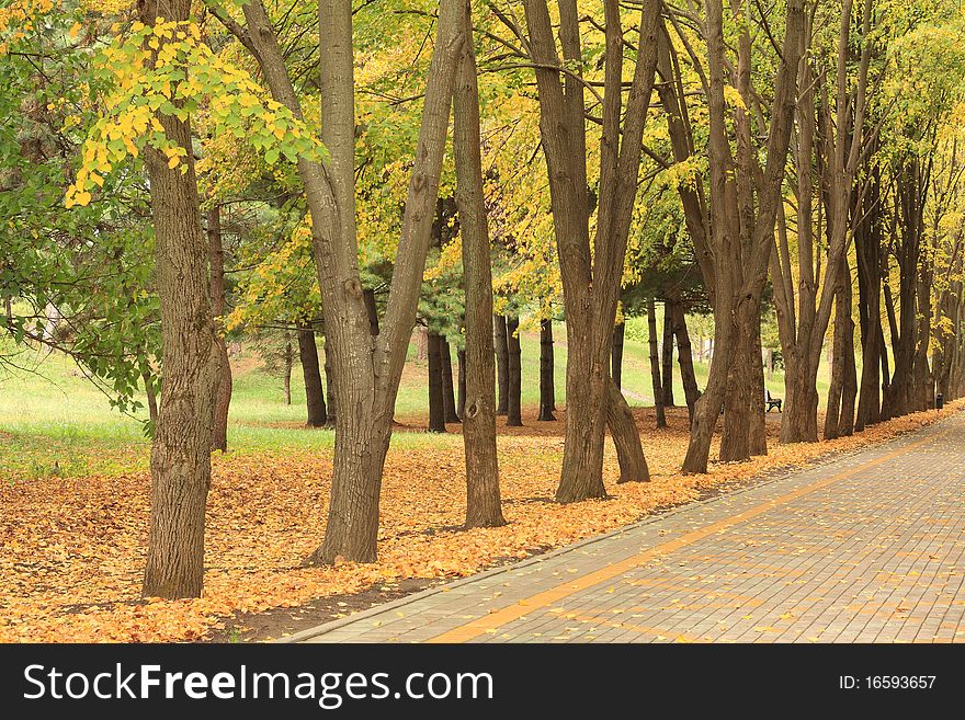 Alley and the trees in a city park in autumn. Alley and the trees in a city park in autumn