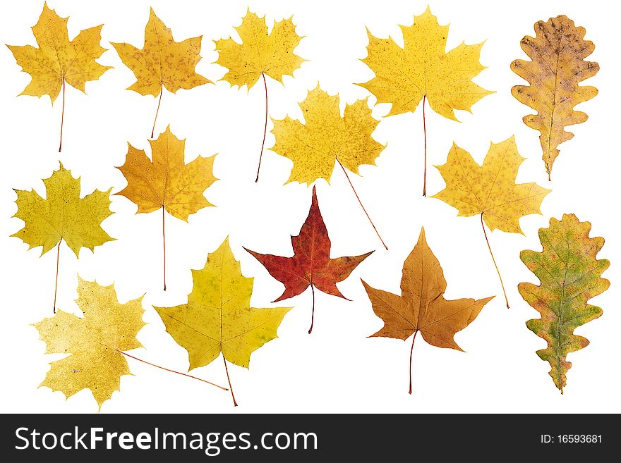 Collection beautiful colorful autumn leaves isolated on white background