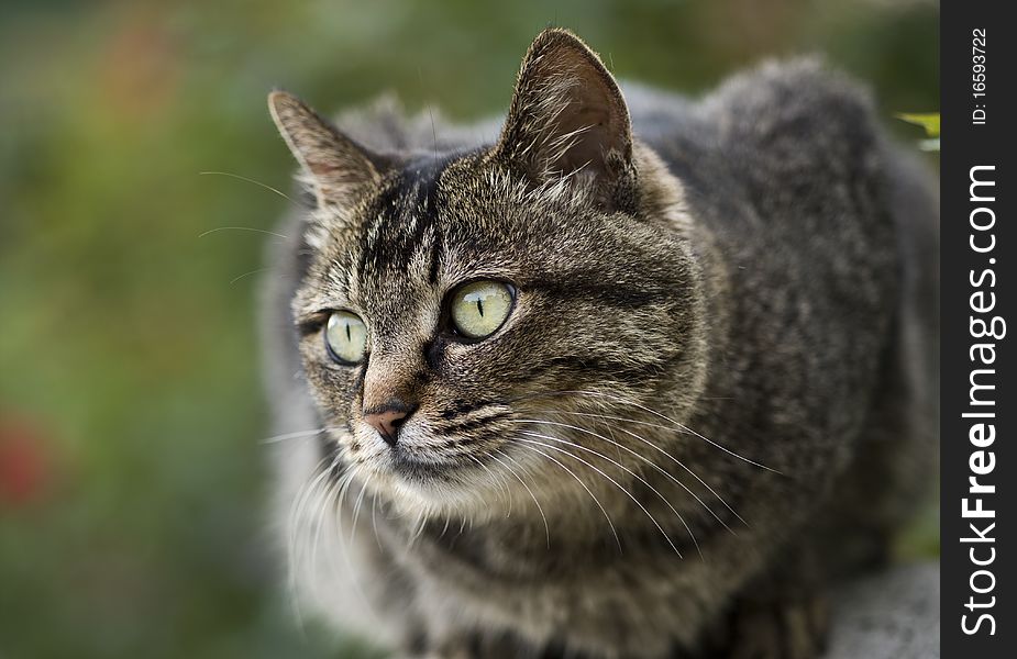 A cat in a park